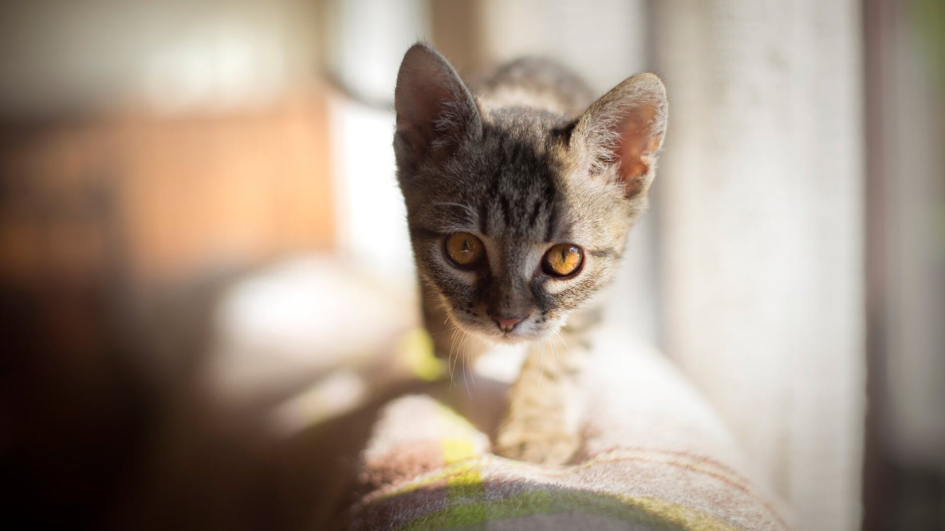 巨石图腾，阿劳霍的欧冠决赛之夜，守护神的攻防独奏