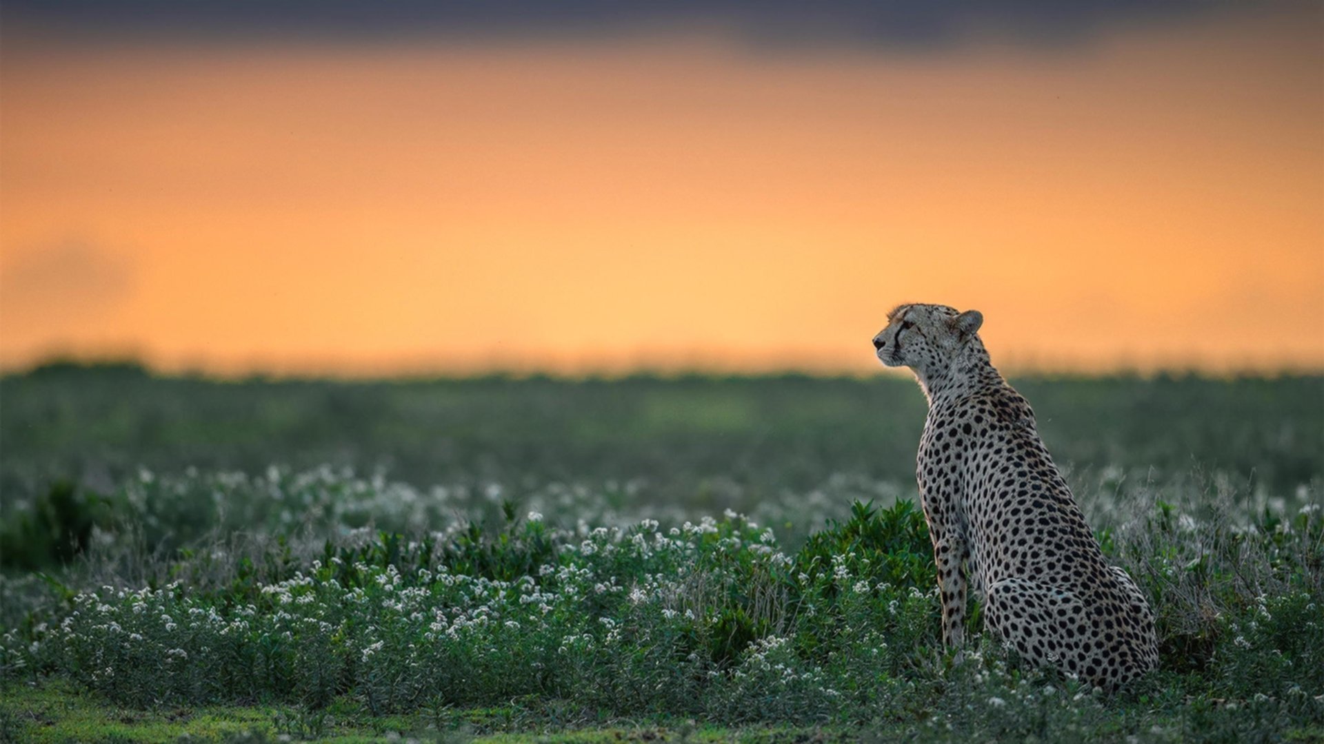 双线战场，篮网狂胜显威，班凯罗西决生死战定乾坤