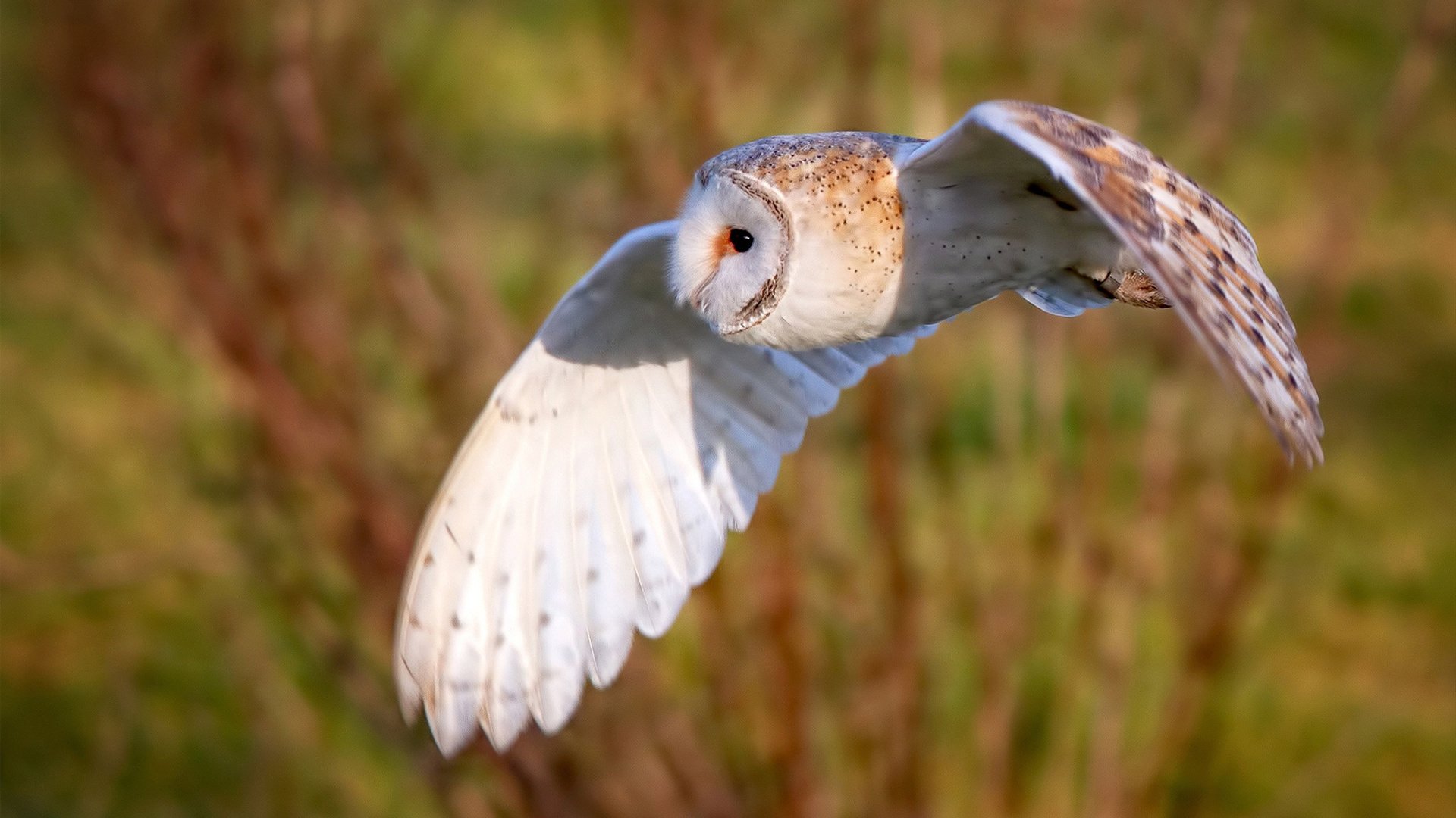 虚构之战，真实英雄，利拉德超越联盟的致胜投射