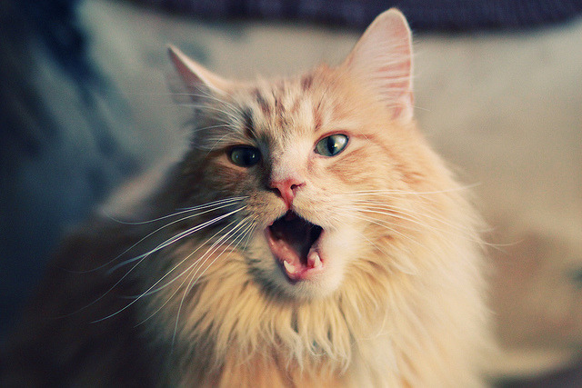 哈登50分风暴席卷五棵松！鹈鹕表演赛大胜北京队40分背后的东西对话