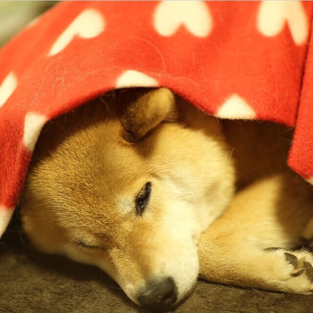 冰封芝加哥，深圳队掀翻公牛的奇迹之夜