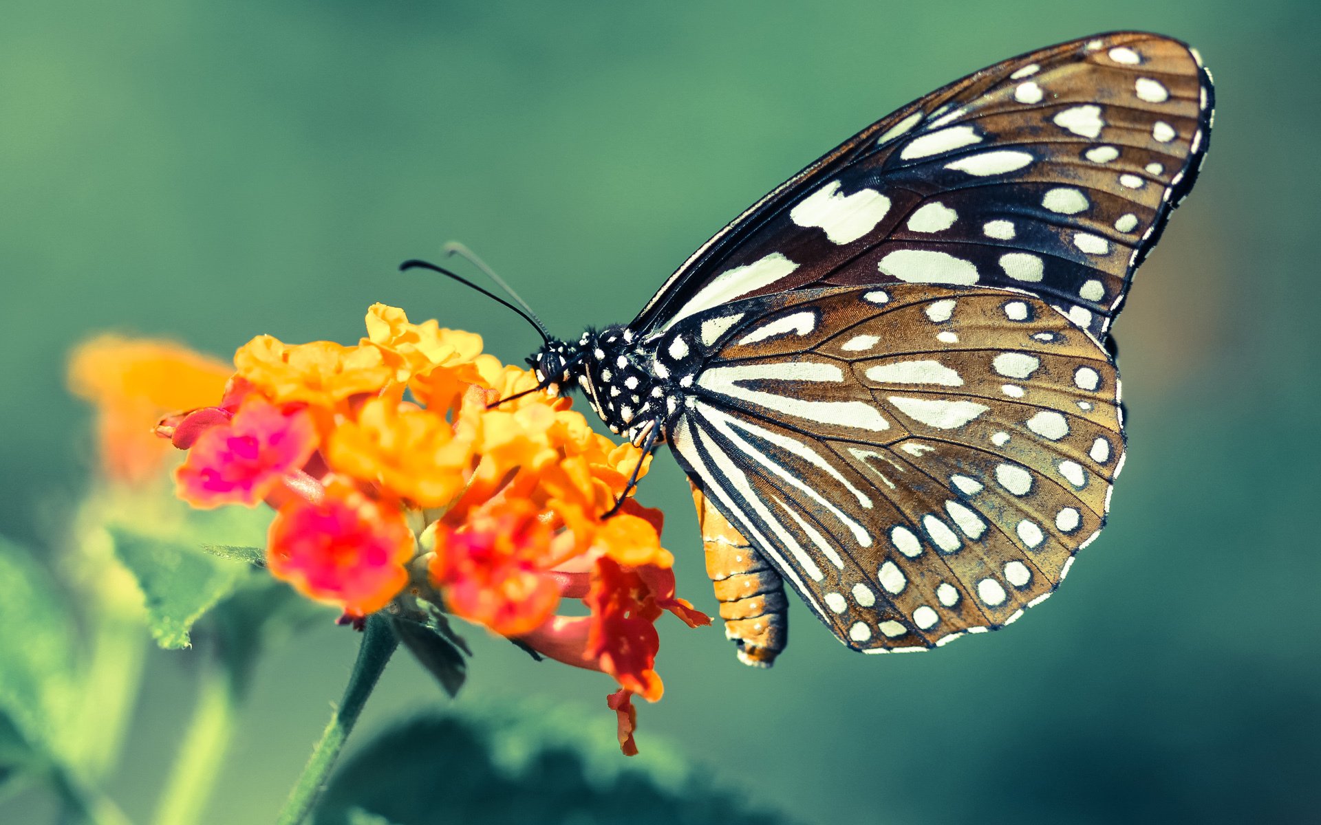 冰与火的协奏,当芬兰险胜冰岛,格纳布里在NBA的赛场接管战争