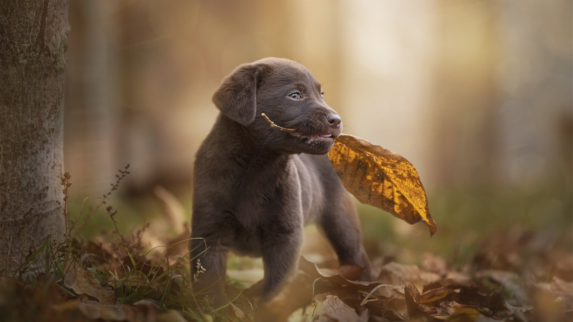 风暴眼与绝对掌控，当曼城用20分钟冻结欧洲足球的全部想象