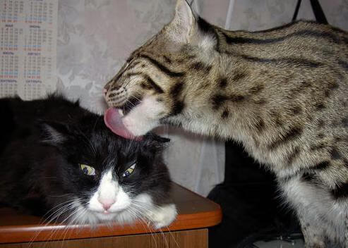 开云体育APP下载-北非飓风席卷亚平宁，摩洛哥连续得分压制亚特兰大，黄喜灿全场最佳无争议