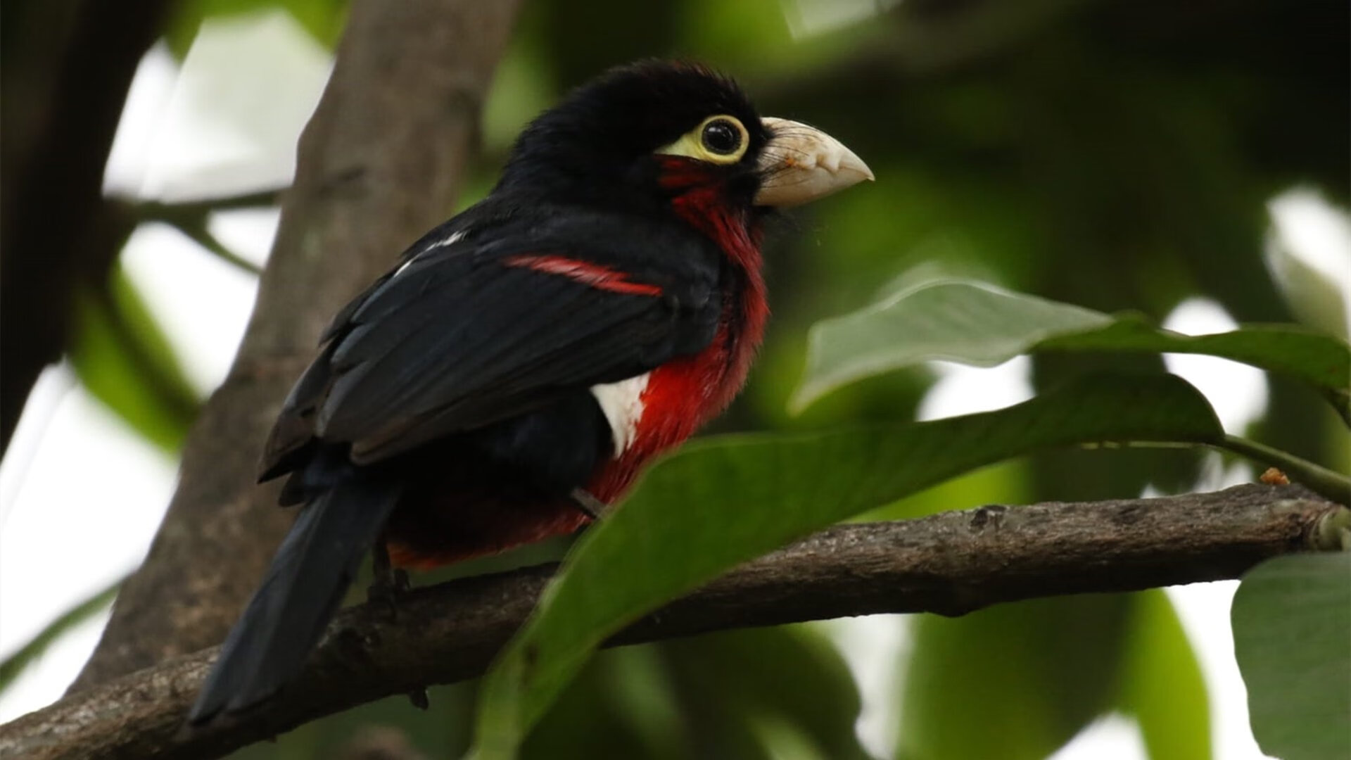 当火力穿透时空，内马尔的欧冠夜晚与足球的战术传承