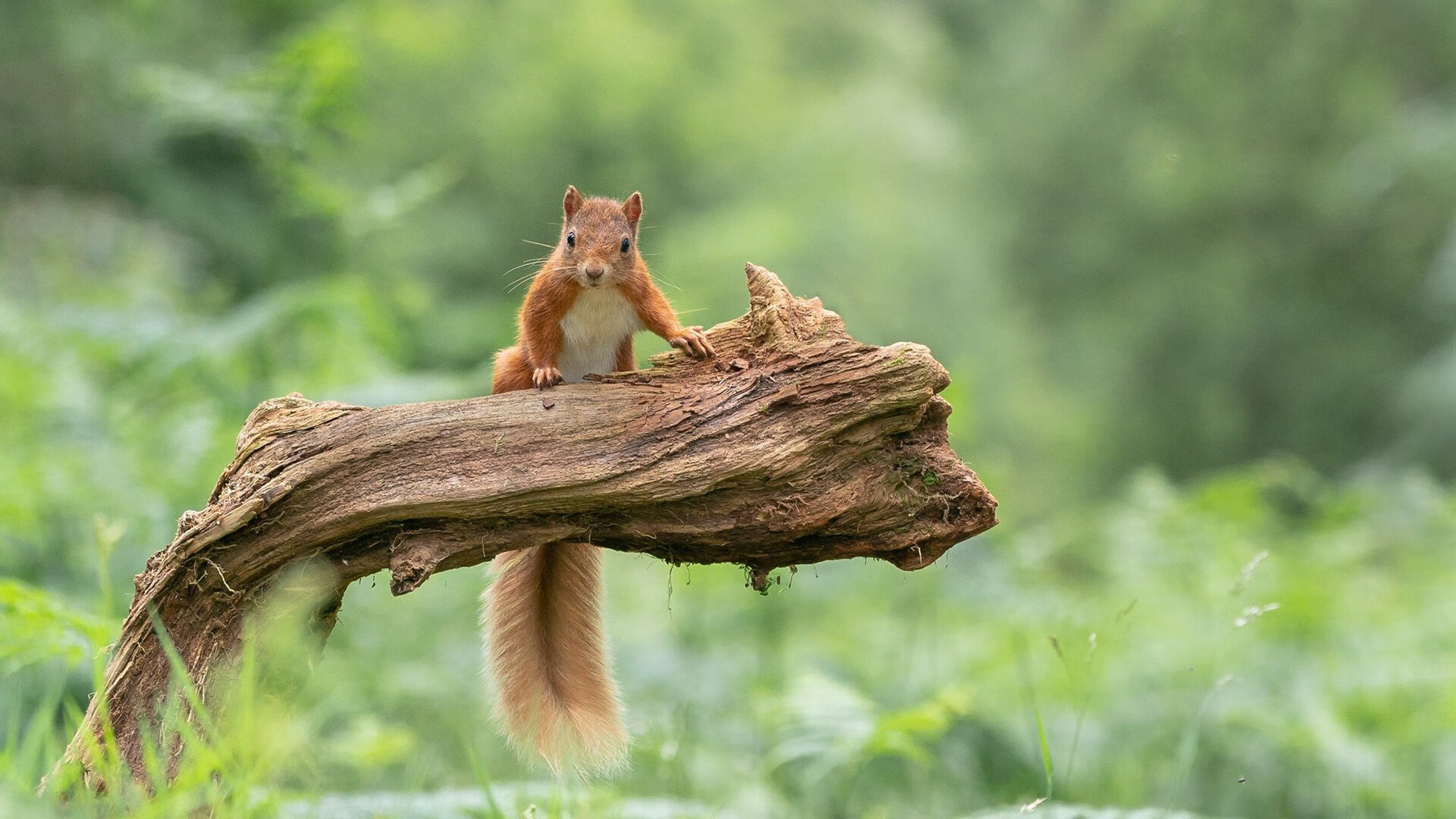 绿茵场上的沉默全景画家，蒂亚戈攻防两端的统治艺术