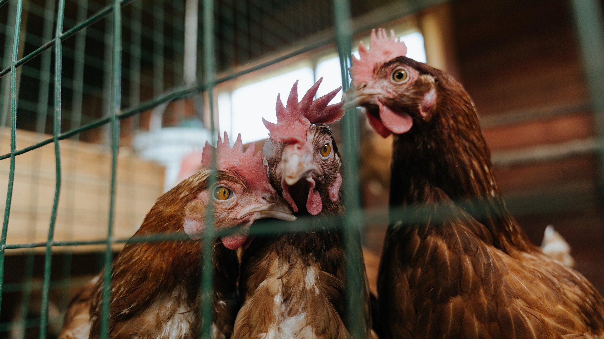南粤雄狮双杀北美劲旅！小贾伦关键球一剑封喉，广东队横扫步行者创历史